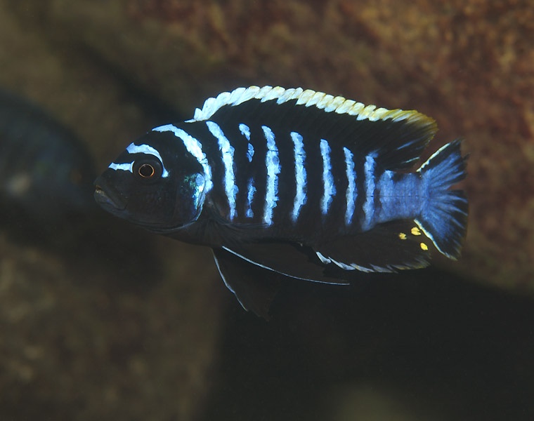 Cynotilapia zebroides 'Maingano Island'